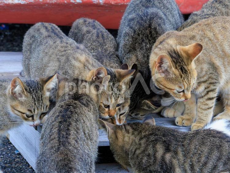 港に住む野良猫の大家族です。 猫,野良猫,地域猫の写真素材