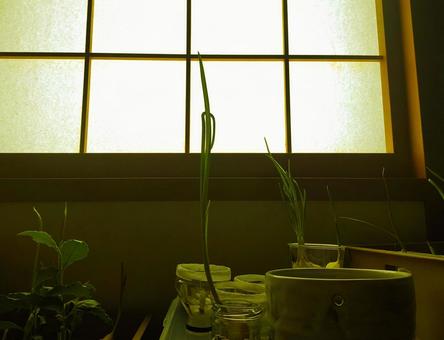 窓辺の再生栽培 窓辺の再生栽培の写真