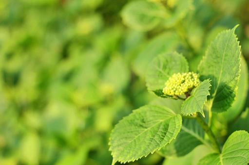 森の新緑背景素材：紫陽花の葉っぱ 森,樹木,あじさいの写真素材