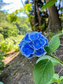 山に咲く鮮やかな青い紫陽花 山に咲く鮮やかな青い紫陽花 紫陽花,鮮やかな,青の写真素材