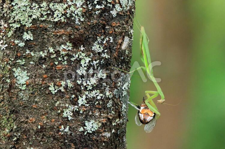 蝉を捕食するカマキリ３ 蝉,昆虫,動物の写真素材