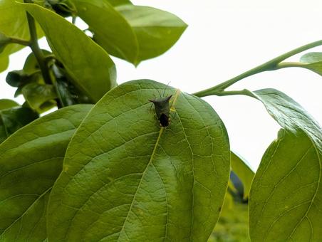 柿の葉にとまるオオツノカメムシ 柿の葉にとまるオオツノカメムシ オオツノカメムシ,カメムシ,赤い角の写真素材