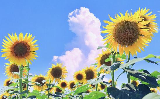 夏の風景/ひまわりの花と入道雲 夏の風景/ひまわりの花と入道雲 ひまわり,花,夏の写真素材