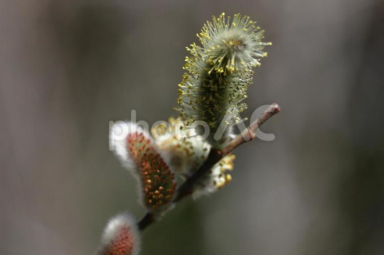 猫の尻尾に似た花 ネコヤナギ,花,ヤナギ科の植物の写真素材