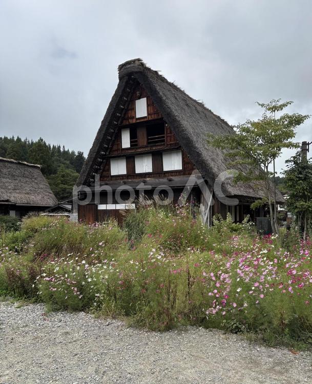 合掌造りの家とコスモス 合掌造り,合掌造り集落,白川郷の写真素材