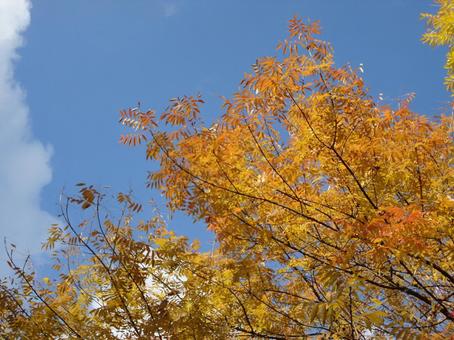 秋を告げる、クロモジの黄色い花 秋を告げる、クロモジの黄色い花 秋,クロモジ,黄色の写真素材