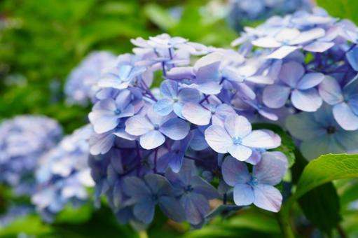 紫色の紫陽花 紫色の紫陽花の写真