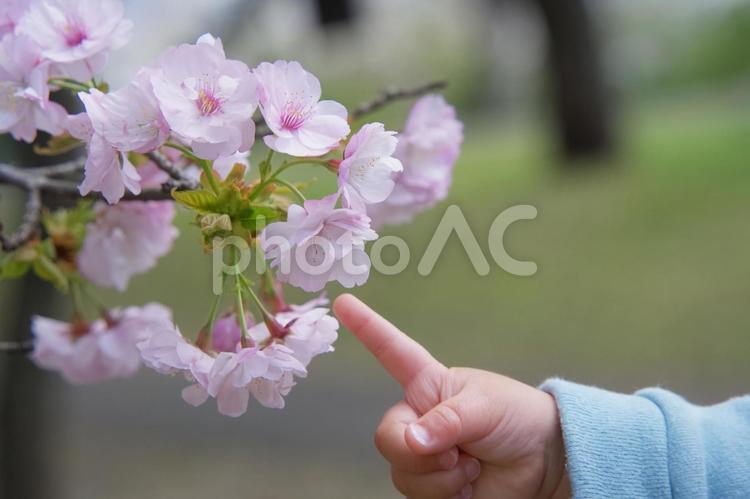 赤ちゃんの手と桜 さくら,サクラ,春の写真素材
