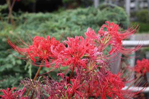 Photo, cluster amaryllis, higambana, do not worry, 