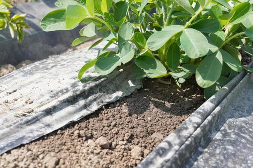 Photo, peanuts, cultivation, home garden, 