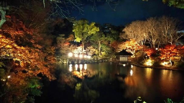 和歌山城紅葉渓庭園の池の夜景 ライトアップ,夜景,紅葉の写真素材