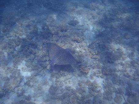 マダラトビエイ 小笠原諸島,マダラトビエイ,海の写真素材