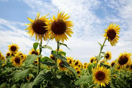 青空とひまわりの花畑 青空とひまわりの花畑の写真