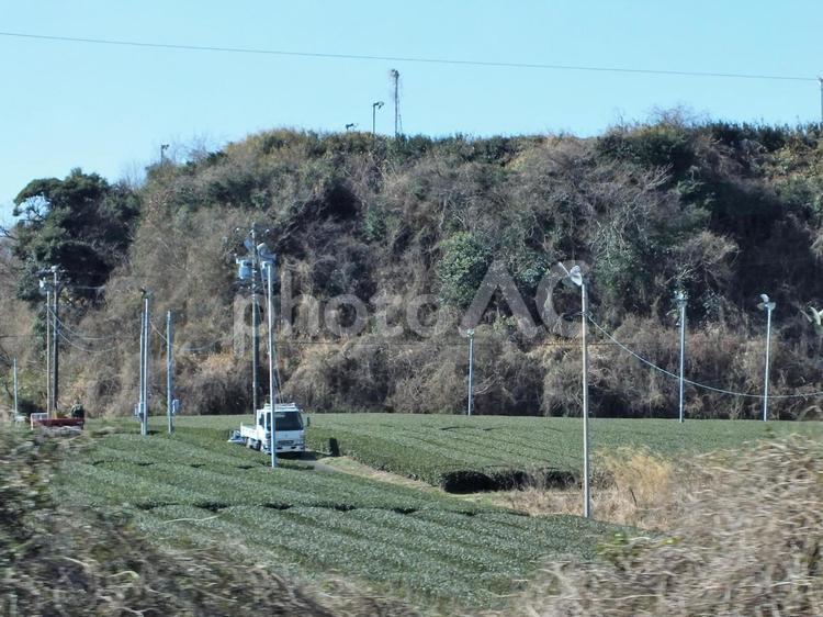 山の頂上に広がる冬の茶畑 茶畑,農業,深緑の写真素材