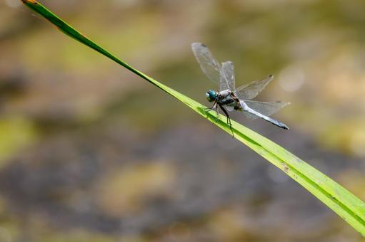 Photo, dragonfly, shicharatombo, insect, 