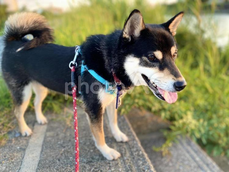 柴犬のお散歩 柴犬,黒柴,日本犬の写真素材