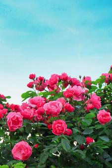 バラ アンジェリカ4 バラ アンジェリカ4 薔薇,アンジェリカ,ピンクの写真素材