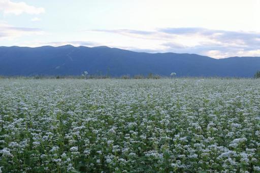 蕎麦の花 蕎麦の花の写真