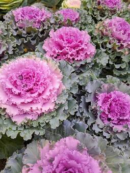 縁起物の冬の葉牡丹 葉牡丹,ハボタン,正月の写真素材