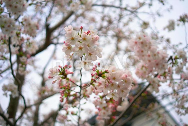 桜の花のクローズアップ　背景ぼかし 桜,建物,花の写真素材