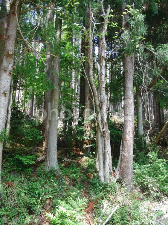 森の風景 木,森,林の写真素材