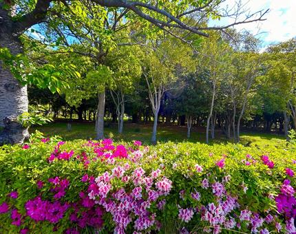 自然の風景、緑、散歩道 自然の風景、緑、散歩道 散歩道,自然の風景,自然の写真素材