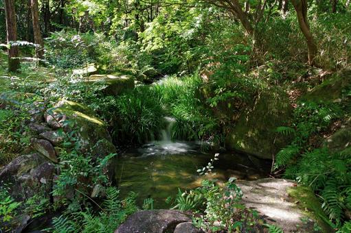 森の中の小滝 森の中の小滝 小滝,水,透明感の写真素材