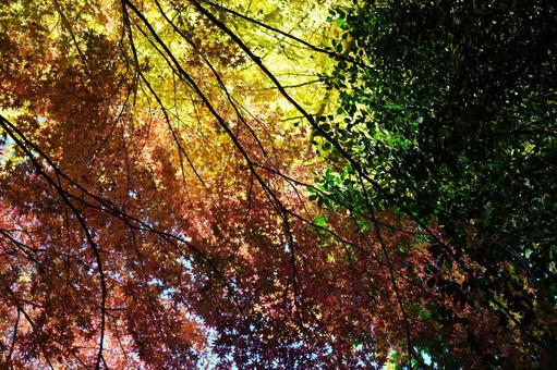 紅葉 黄緑赤 紅葉 黄緑赤の写真
