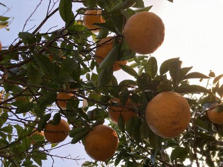 夏みかん 夏みかんの写真