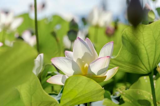 柔らかな日差しを受ける蓮の花 柔らかな日差しを受ける蓮の花の写真