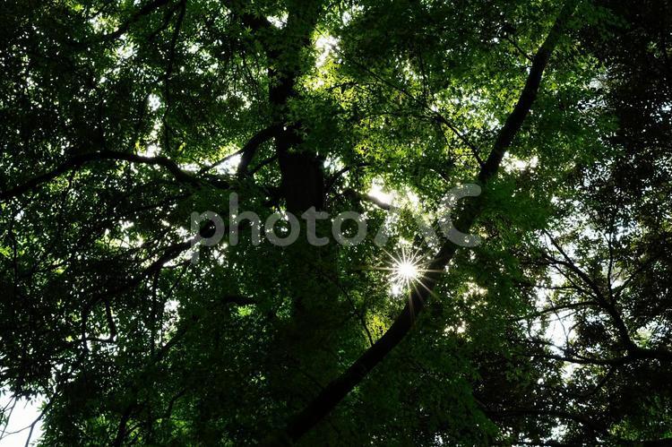 森の中の光と陰 木,森,草の写真素材