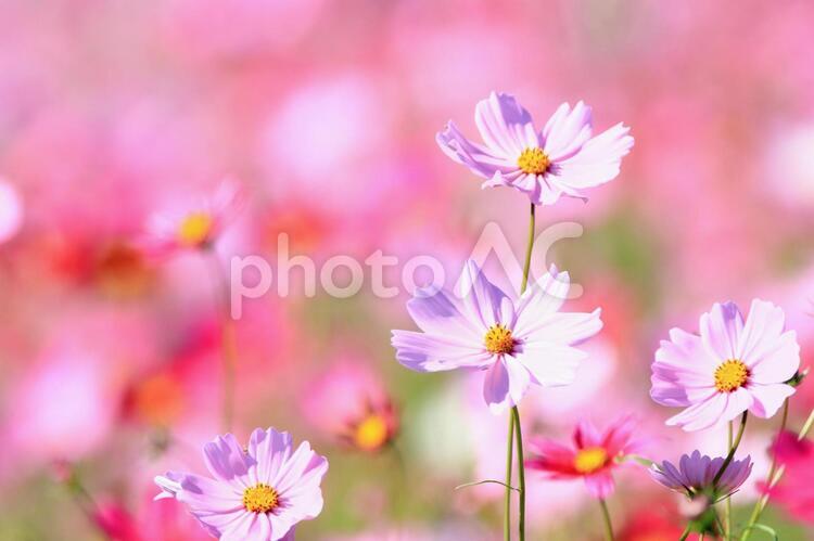 コスモス２ コスモス,秋,秋の花の写真素材
