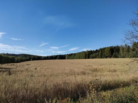 北欧の森林 北欧の森林 北欧,森林,フィンランドの写真素材