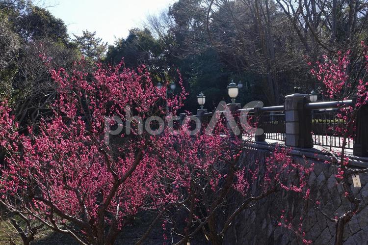 ＜千葉県＞青葉の森公園(梅) 梅,花,梅の花の写真素材
