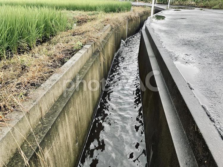 水田と水路 植物,緑,自然の写真素材