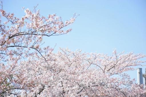 桜 桜の写真