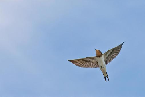 夏の青空に飛び出すツバメの幼鳥 夏の青空に飛び出すツバメの幼鳥 つばめ,ツバメ,燕の写真素材