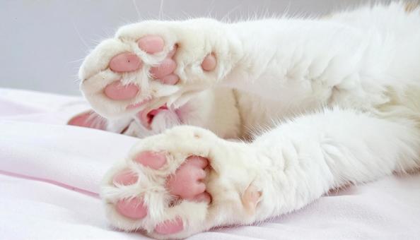 可愛い猫の手のアップ 可愛い猫の手のアップの写真