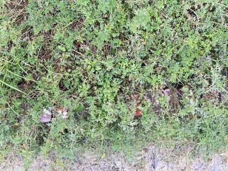 道端の草 雑草,草,自然の写真素材