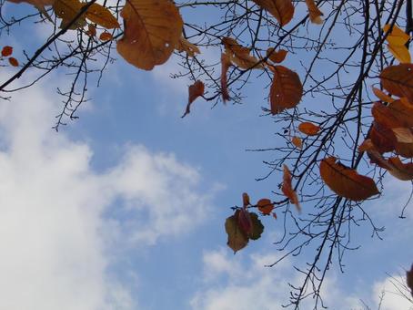 Remaining Autumn Leaves-9, JPG Remaining Autumn Leaves-9, JPG