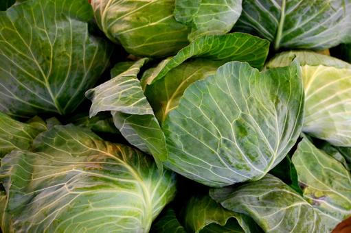 キャベツ キャベツ キャベツ,葉物,美味しいの写真素材