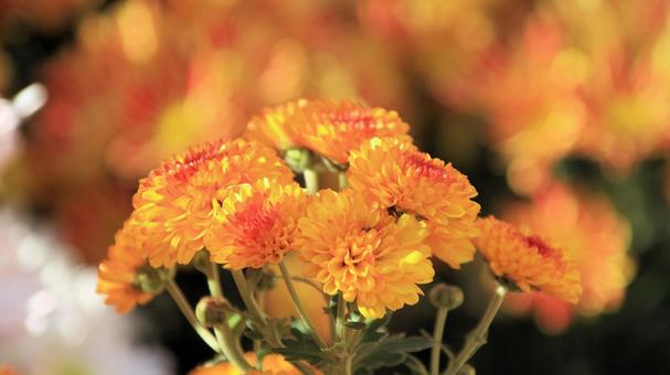 楽寿園の菊まつりにて 菊,秋,花の写真素材