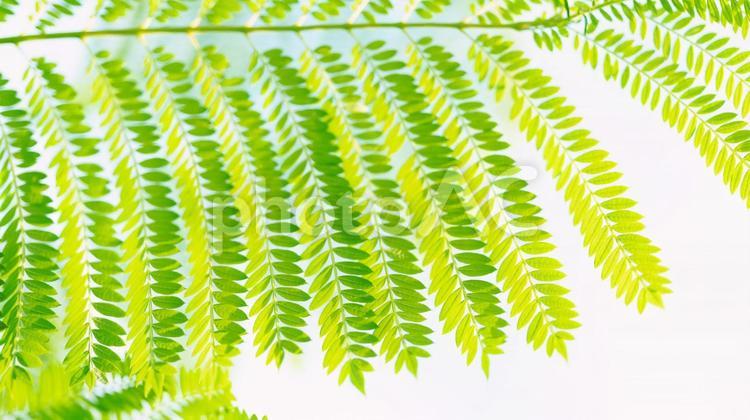 爽やかな緑の葉っぱと白の背景 葉,緑,植物の写真素材