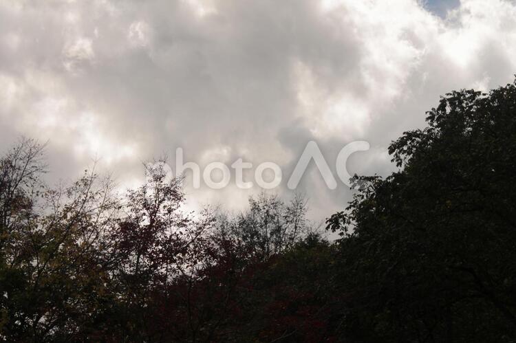 モノクロの風景 雲,木,自然の写真素材