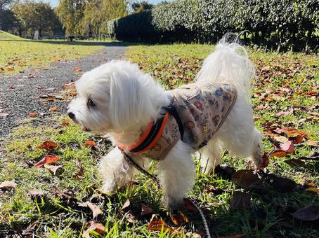 犬の散歩 犬,マルチーズ,散歩の写真素材