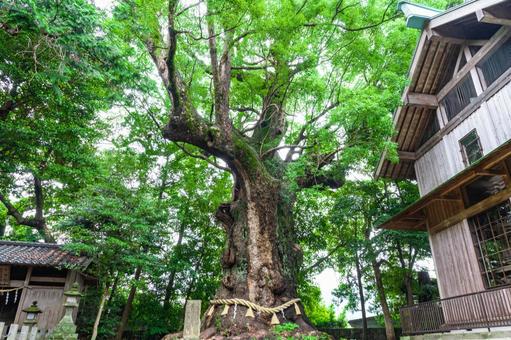 河津来宮神社のご神木 河津来宮神社のご神木 川津来宮神社,御神木,杉桙別命神社の写真素材