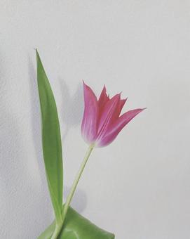 チューリップの写真