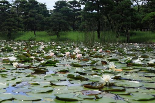 Water lily pond 3, JPG