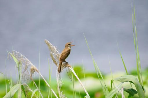 オオヨシキリ(70) オオヨシキリ(70) 鳥,オオヨシキリ,鳥類の写真素材
