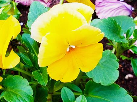 黄色いお花 黄色いお花の写真